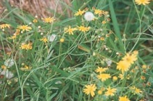Madagascar fireweed